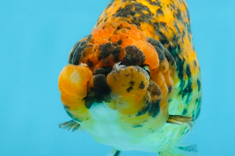 A Grade Tiger LionQueen 5.5 inches #112125LC_05