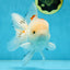 A Grade STUNNING Red White Oranda Male 5.5-6  inches #051625OR_25