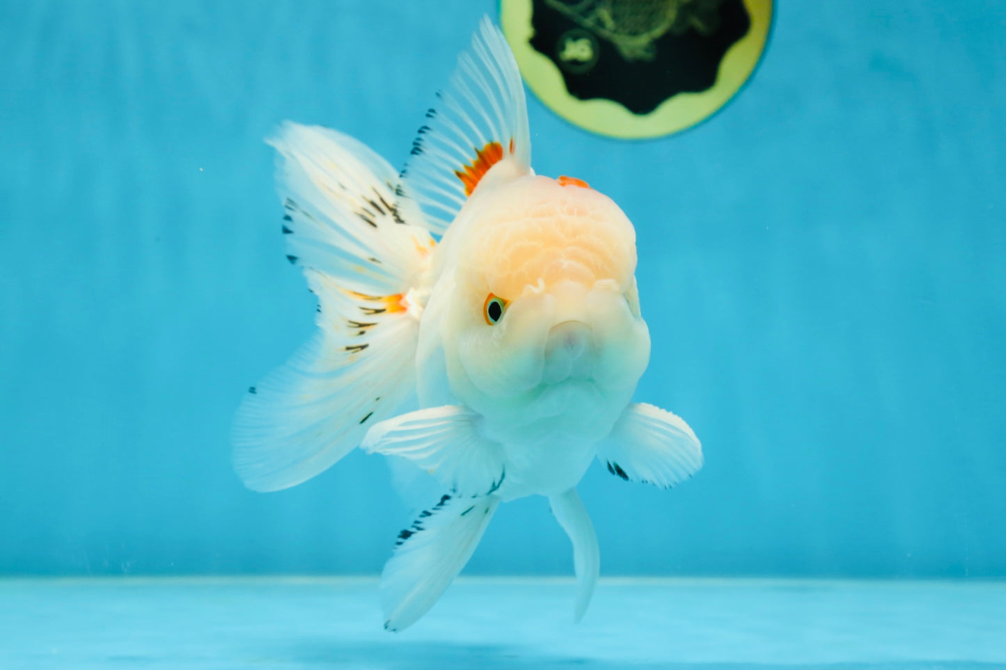 A Grade STUNNING Red White Oranda Male 5.5-6  inches #051625OR_25