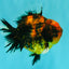 AAA Grade Tiger Yuanbao Male 4.5 inches #061926YB_37