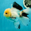 AAA Grade Lemonhead Panda Button Eyes Oranda Male 5.5 inches #112224OR_11