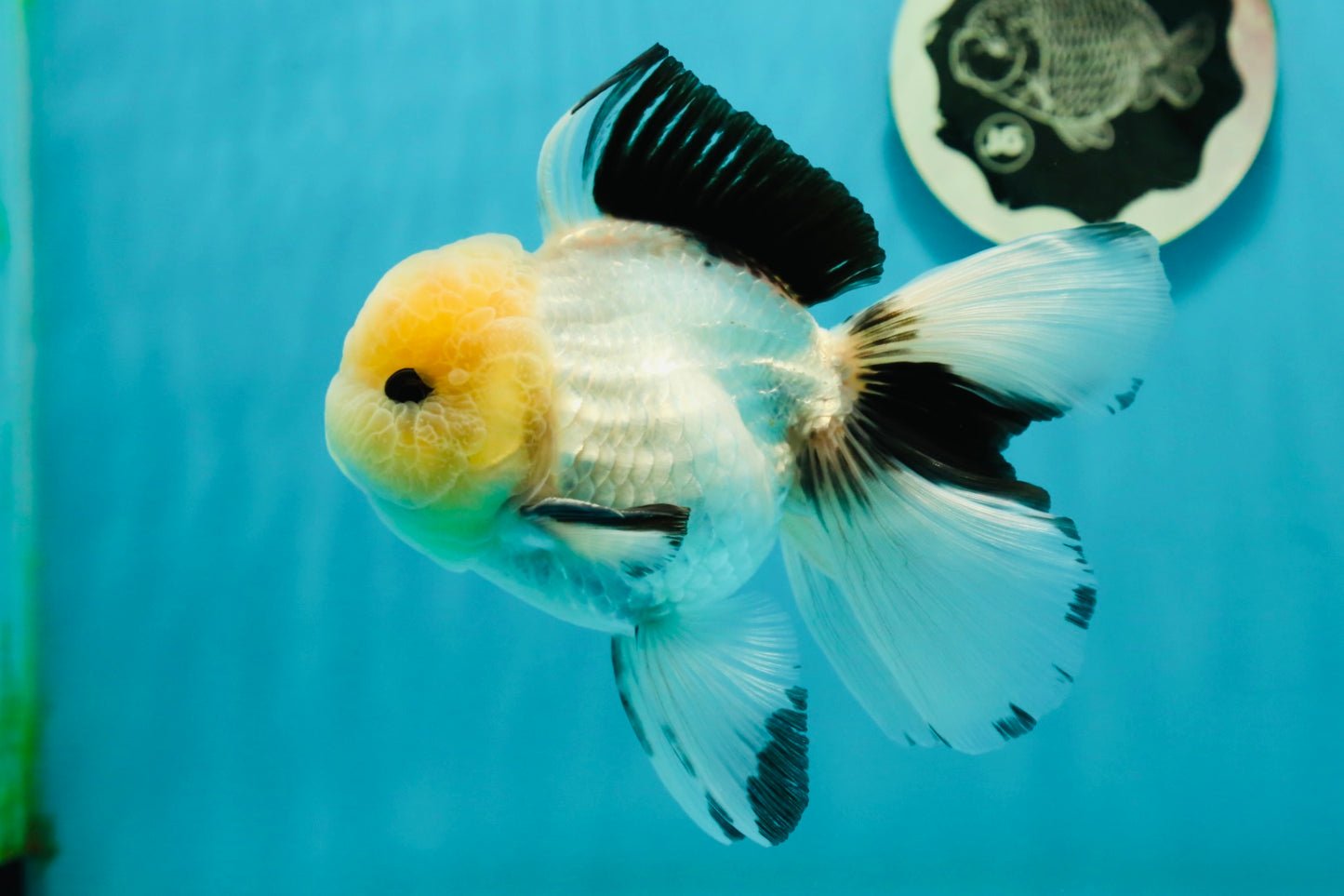 AAA Grade Lemonhead Panda Button Eyes Oranda Male 5.5 inches #112224OR_11