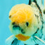 CHONKY AAA Grade Marble Oranda Male 5.5-6 inches #071726OR_28