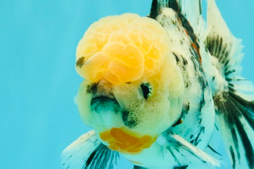 CHONKY AAA Grade Marble Oranda Male 5.5-6 inches #071726OR_28
