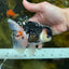 AAA Grade Tricolor  Button Eyes Oranda Male 4.5-5 inches #053025OR_21