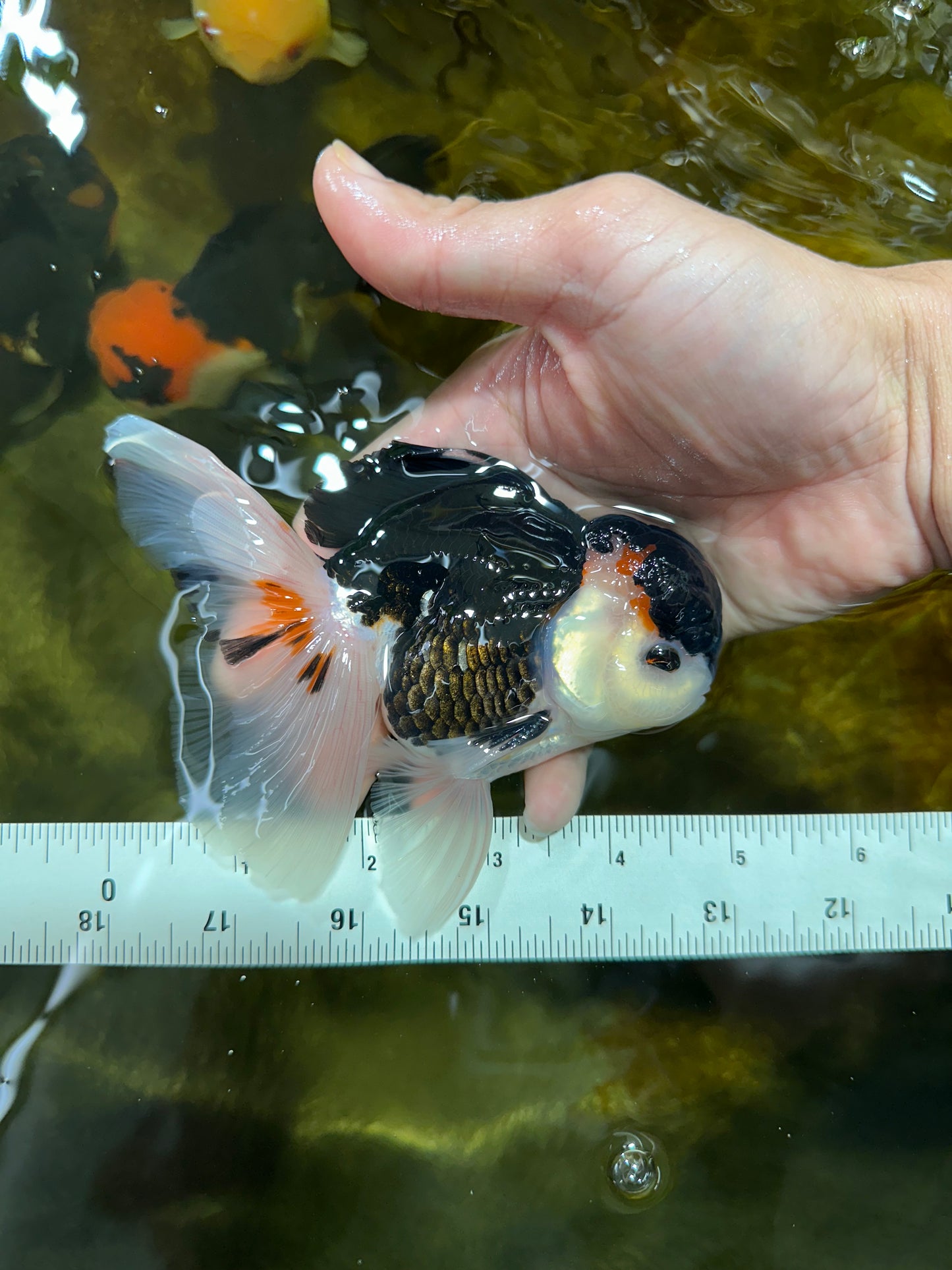 AAA Grade Tricolor  Button Eyes Oranda Male 4.5-5 inches #053025OR_21