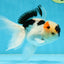 Tricolor Oranda Male 5 inches #052325OR_07