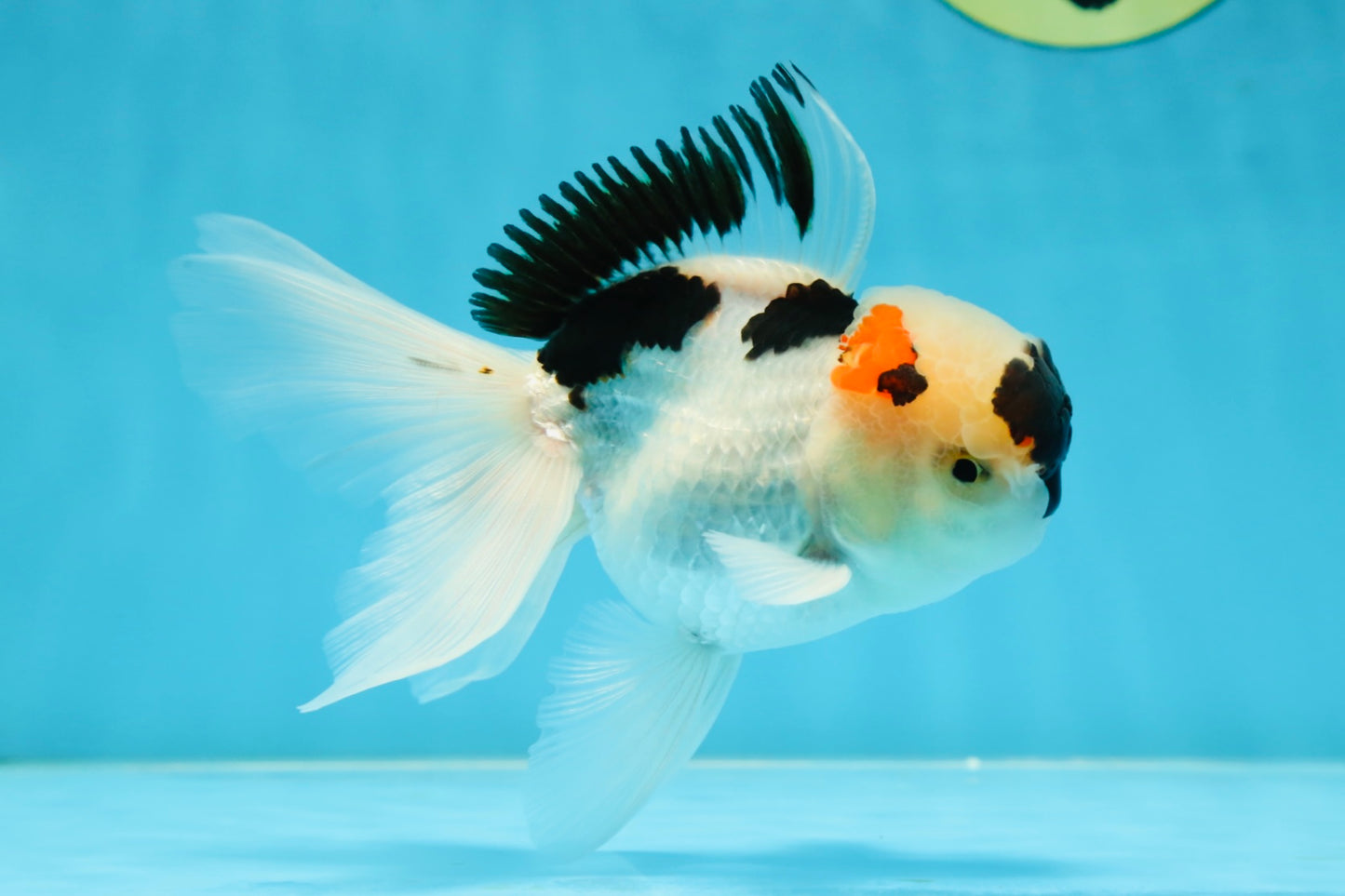 Tricolor Oranda Male 5 inches #052325OR_07