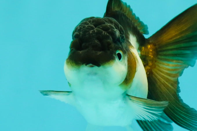 Panda Oranda Female 3.5 inches #1018OR_12