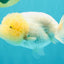 White LionChu Female 4-4.5 inches #042426LC_18
