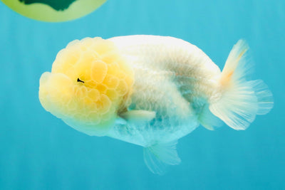 White LionChu Female 4-4.5 inches #042426LC_18