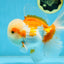 SUPER CUTE AAA Grade Red White Oranda Male 6 inches #082225OR_08