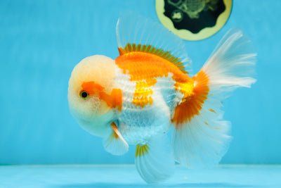 SUPER CUTE AAA Grade Red White Oranda Male 6 inches #082225OR_08