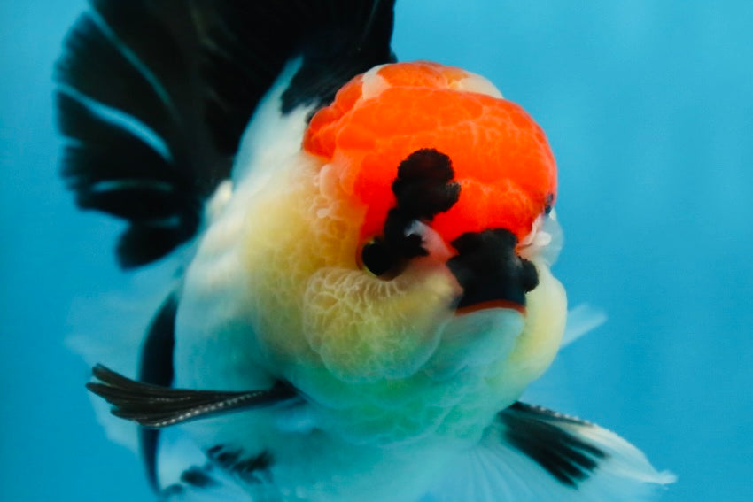 CHARLIE CHAPLIN A Grade Tricolor Oranda Male 5 inches #082225OR_15