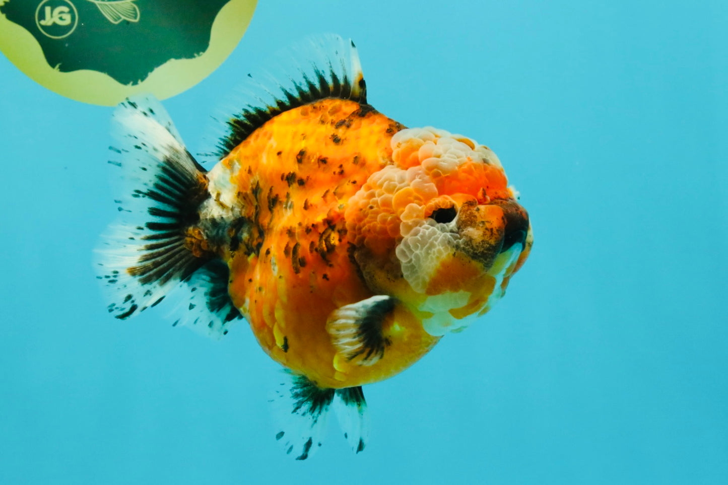 SPECIAL A Grade Sakura Yuanbao Female 5.5-6 inches #032026YB_27