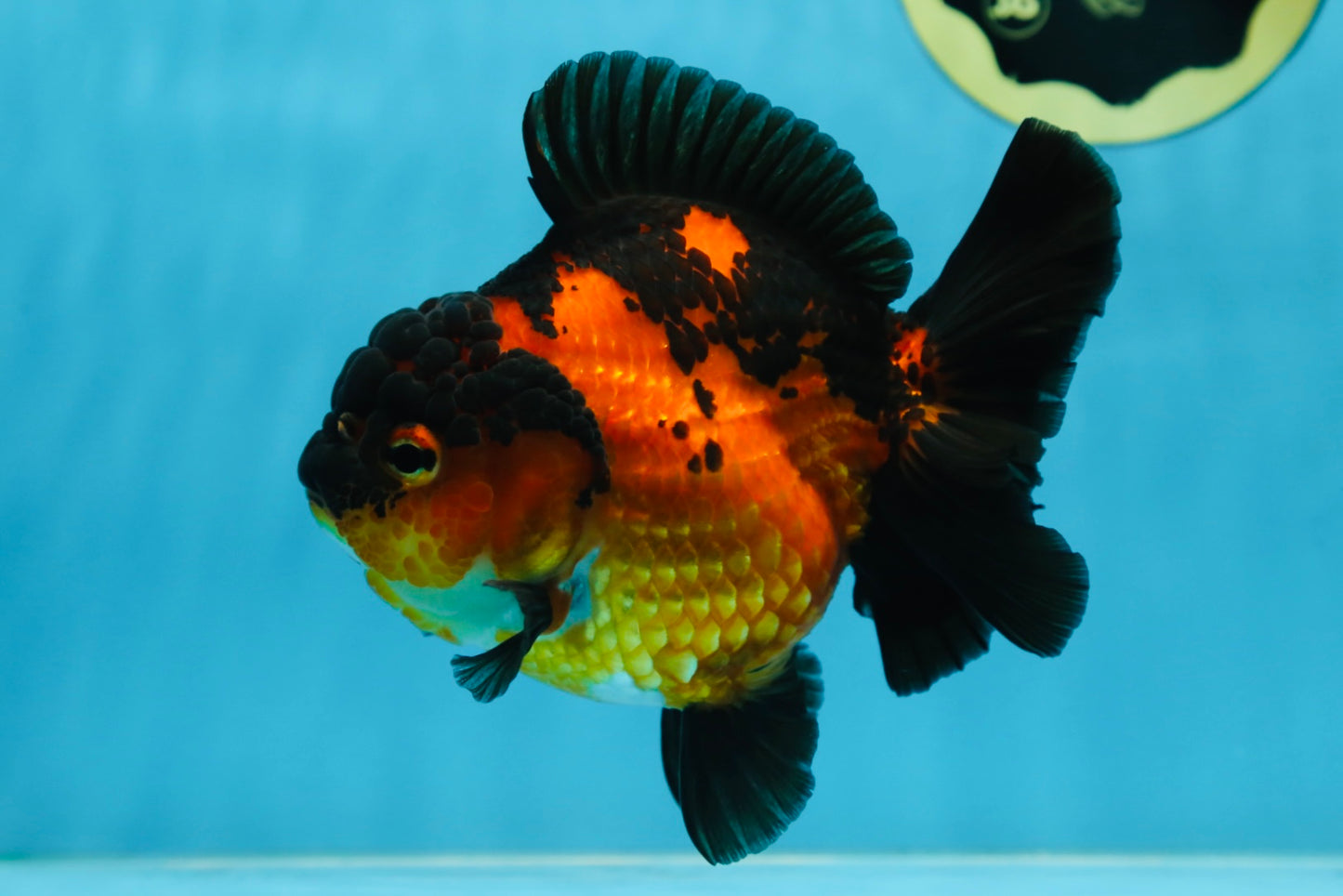 AAA Grade Apache Yuanbao Female 5 inches #081525YB_06