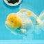 AAA Grade Lemonhead Snow White Yuanbao Male 5.5 inches #0112YB_13