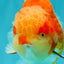 AAA Grade Sakura Yuanbao Male 5-5.5 inches #100226YB_06