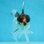 A Grade Panda Oranda Male 5-5.5 inches #080125OR_27