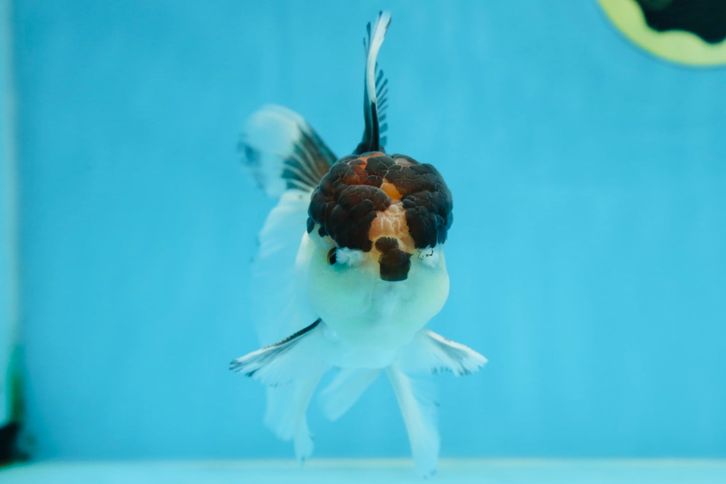 A Grade Panda Oranda Male 5-5.5 inches #080125OR_27