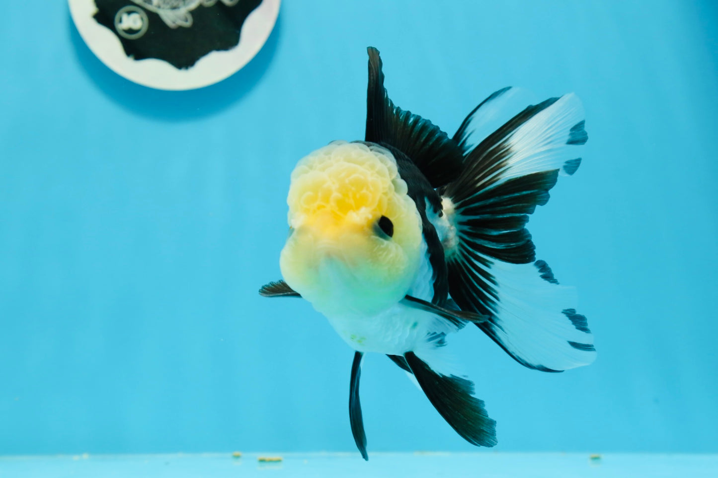 AAA Grade Panda Button Eyes Oranda Female 4.5-5 inches #0927OR_29