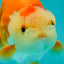 Nugget Red White Lionchu Male 4 inches #1018LC_07