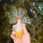 Red White Oranda Female 5.5 inches #111425OR_18