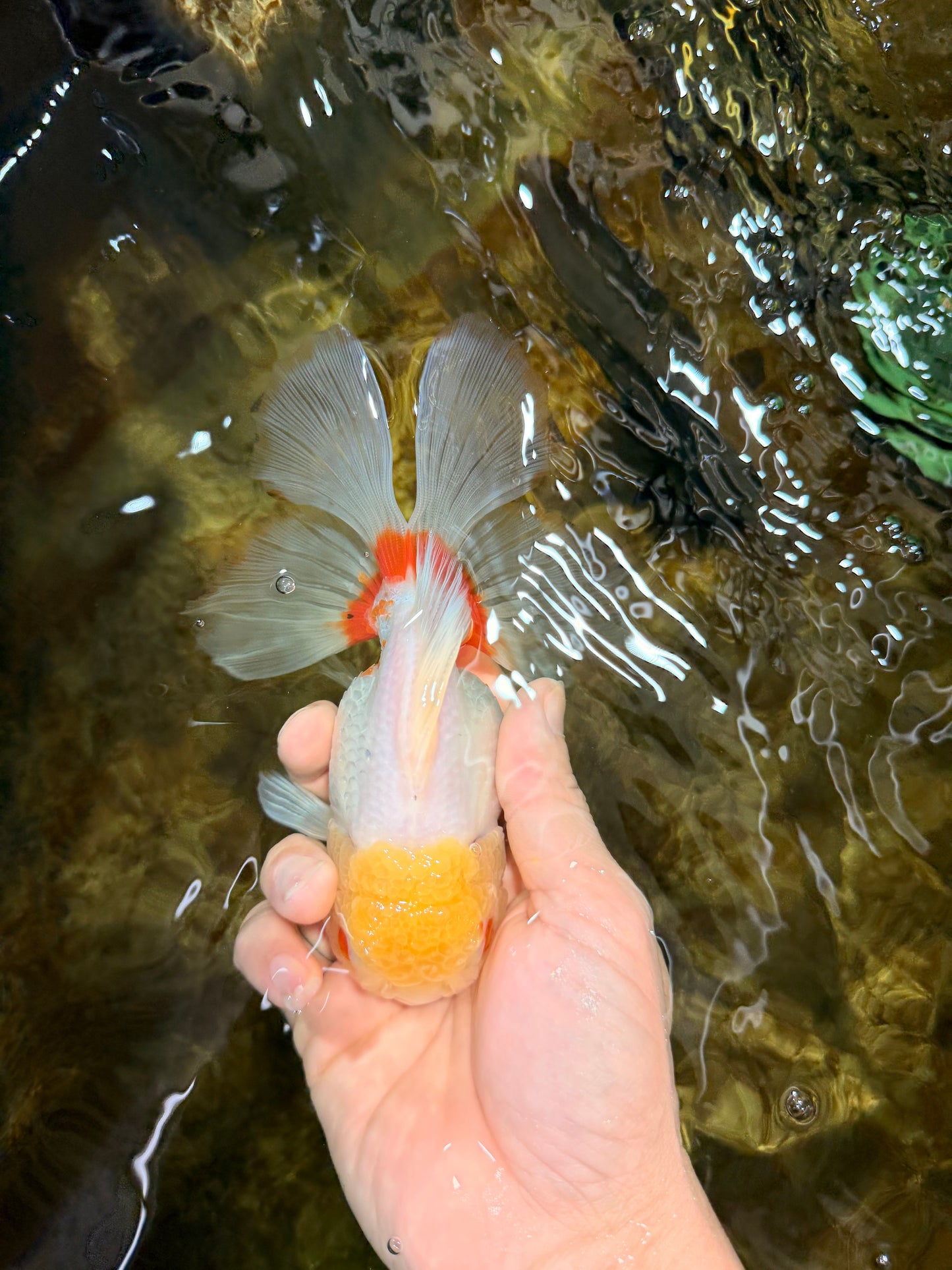 Red White Oranda Female 5.5 inches #111425OR_18