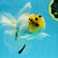 A Grade Panda White Oranda Male 5 inches #050225OR_07