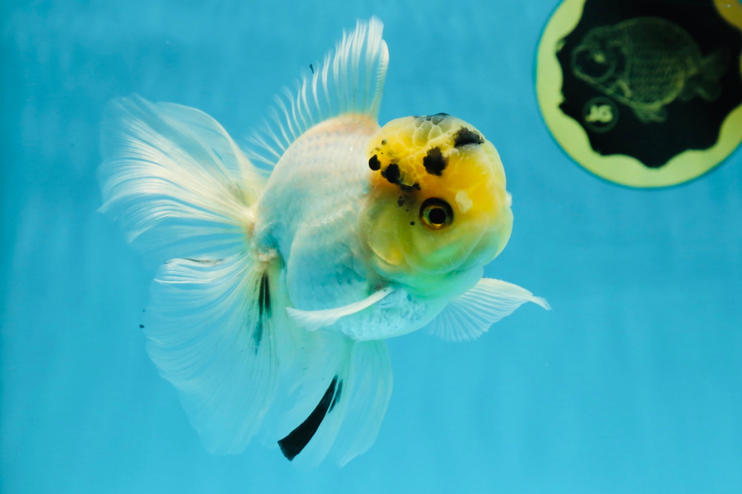 A Grade Panda White Oranda Male 5 inches #050225OR_07