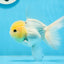 AAA Grade Lemonhead Panda Button Eyes Oranda Male 5-5.5 inches #0913OR_13