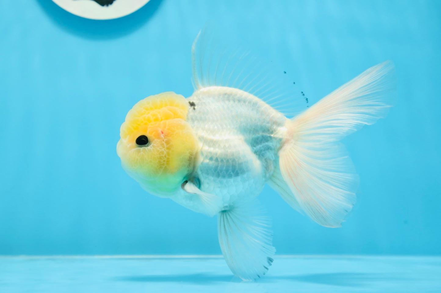 AAA Grade Lemonhead Panda Button Eyes Oranda Male 5-5.5 inches #0913OR_13