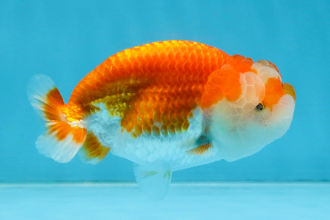 FLUFFY WEN A Grade Red White LionQueen 4 inches #112825LC_09