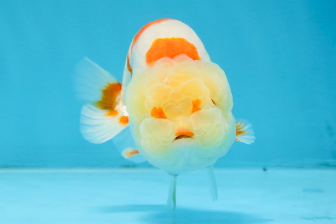 AAA Grade Pompom Kohaku LionQueen 4-4.5 inches #103125LC_19