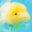 BEAUTY A Grade Red White Oranda Female 5.5 inches #040326OR_06