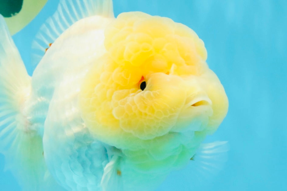 BEAUTY A Grade Red White Oranda Female 5.5 inches #040326OR_06