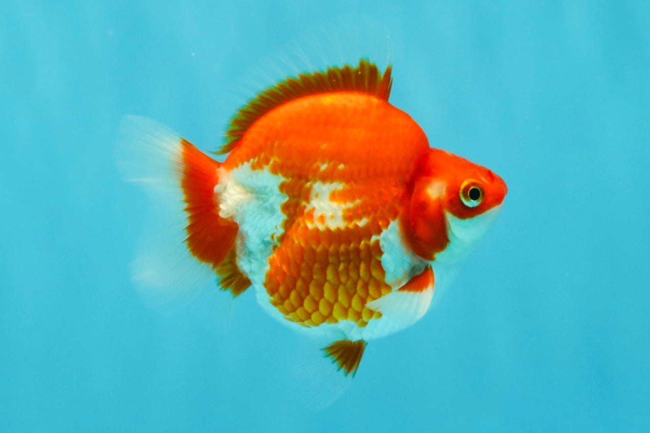 AAA Grade Red White Ryukin Male 4 inches #031326RK_30