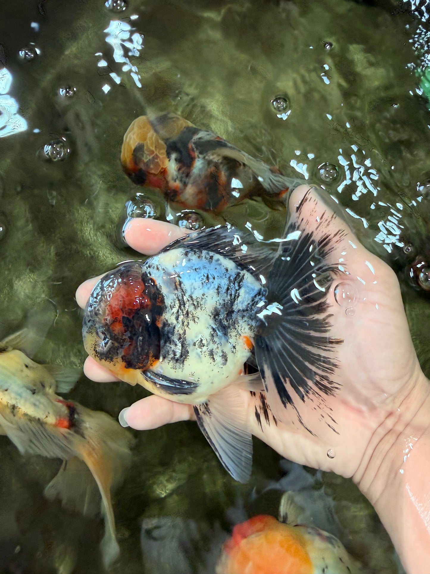 Marble Oranda Male 5.5 inches #080726OR_16