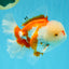 OLAF A Grade Red White Oranda Male 6 inches #040326OR_14