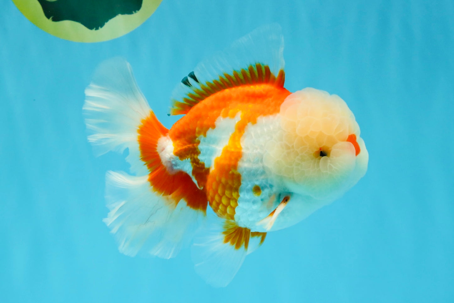 OLAF A Grade Red White Oranda Male 6 inches #040326OR_14