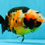 Chinese Tricolor Ranchu Male 5.5 inches #041026RC_20