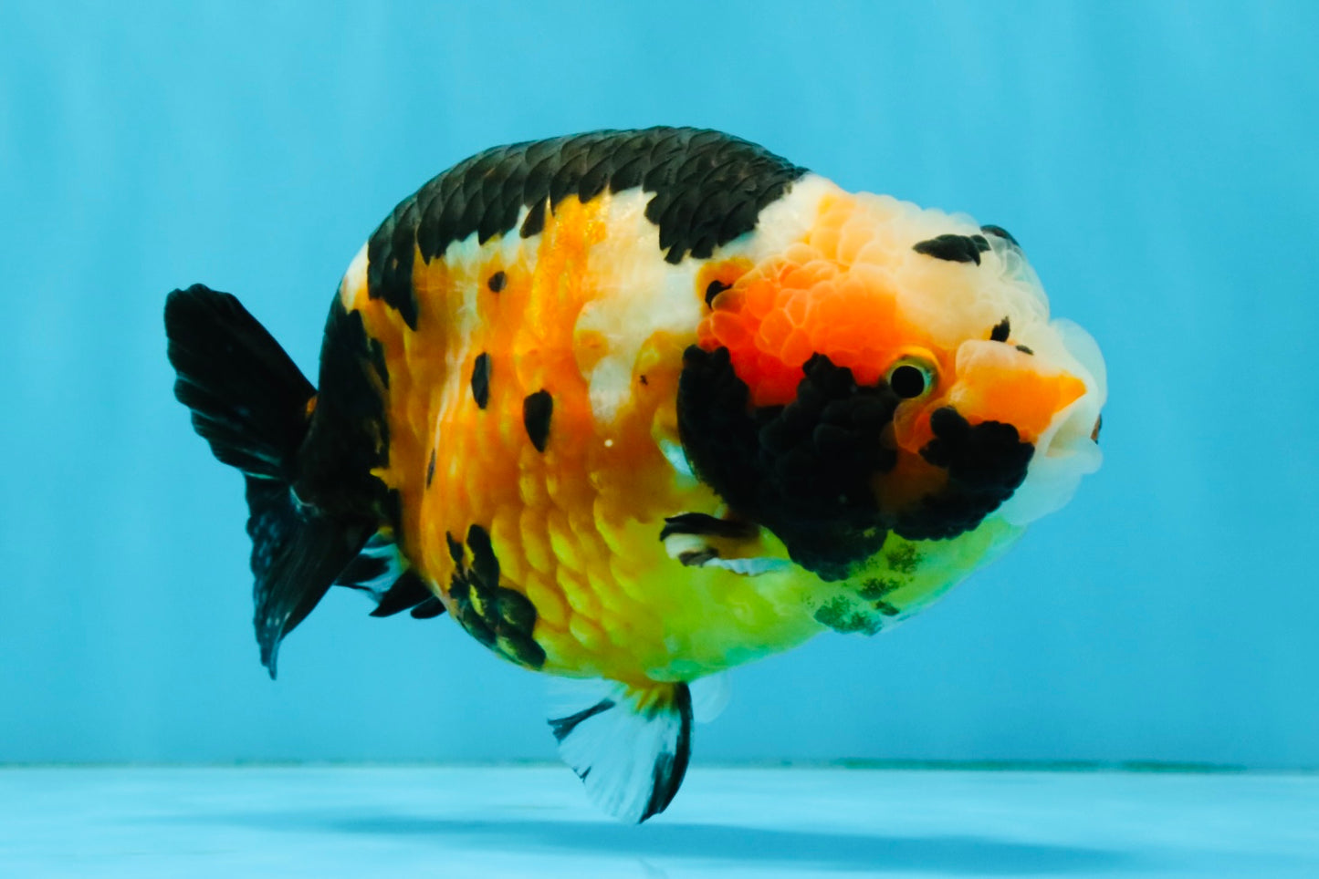 Chinese Tricolor Ranchu Male 5.5 inches #041026RC_20