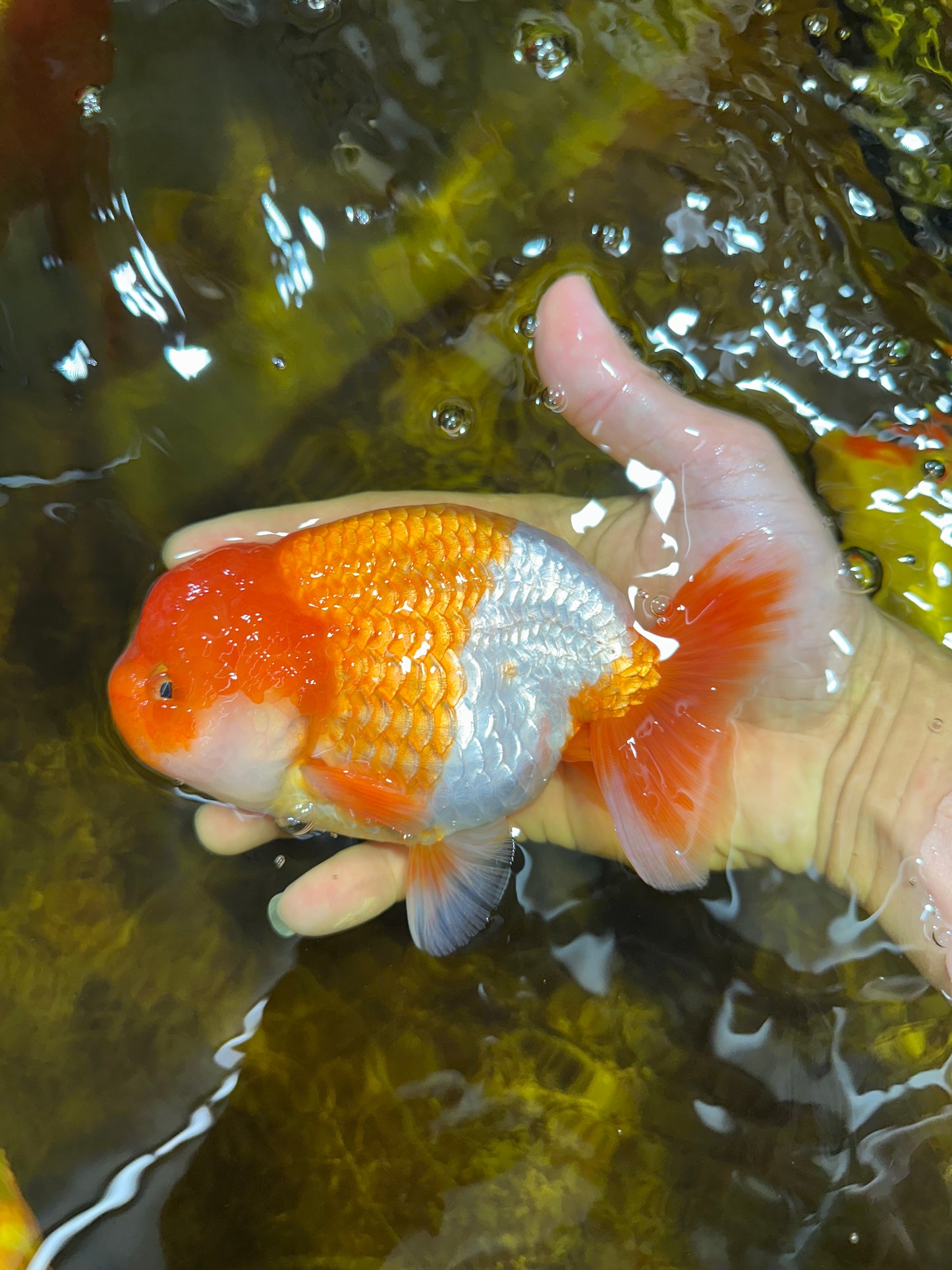 A Grade Red White LionKing 5.5 inches #091925LC_22