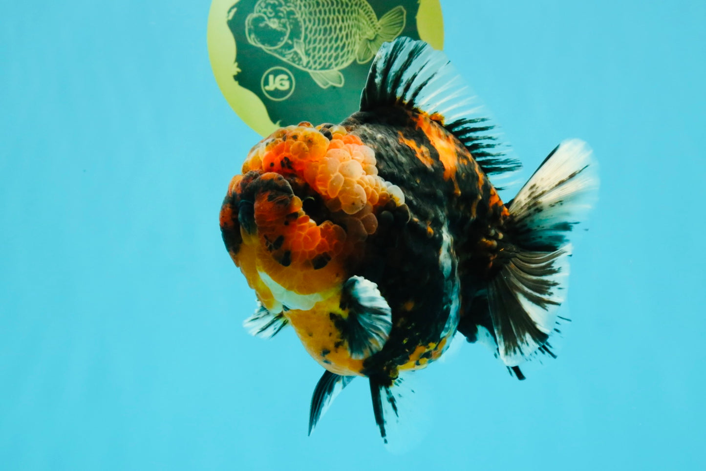 CHONKY AAA Grade Tiger Yuanbao Male 6 inches #032026YB_24