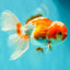 A Grade  Red White Oranda Male 5.5 inches #100926OR_15