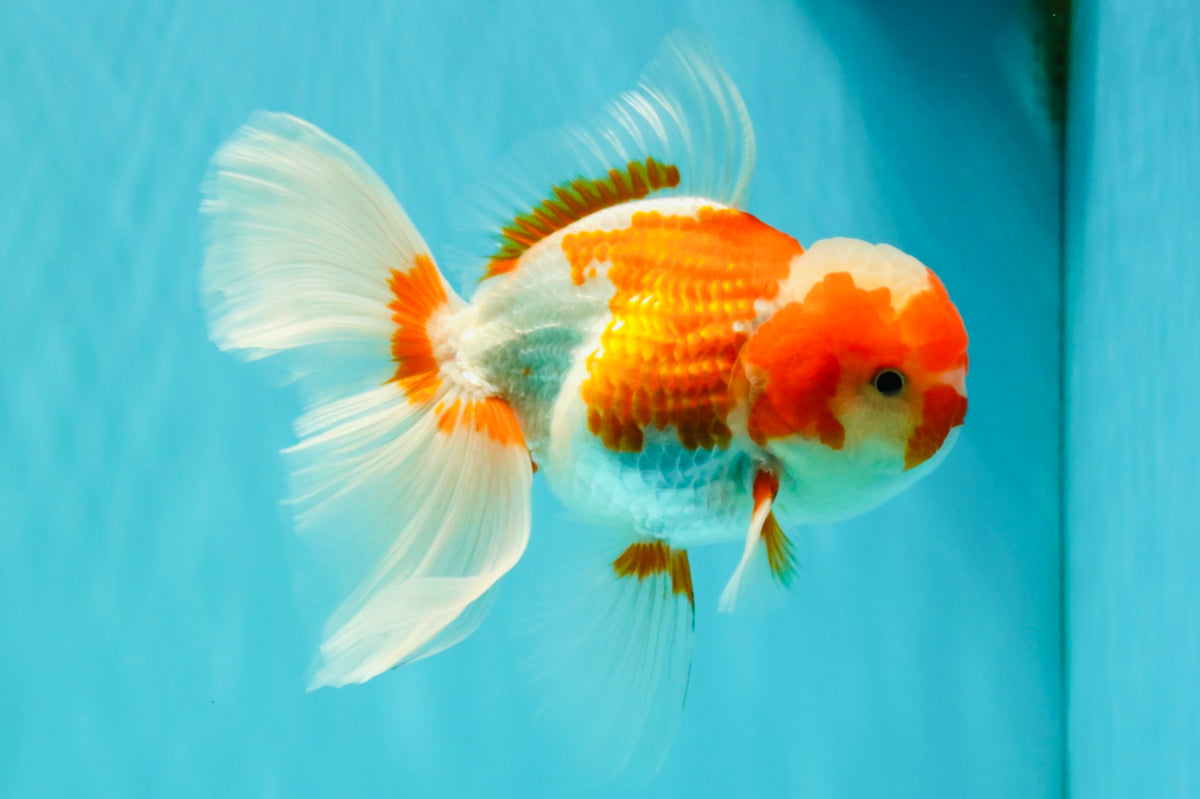 A Grade  Red White Oranda Male 5.5 inches #100926OR_15