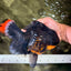 KING KONG AAA Grade Broadtail Dark Kirin Oranda Female 7.5 inches #080726OR_01