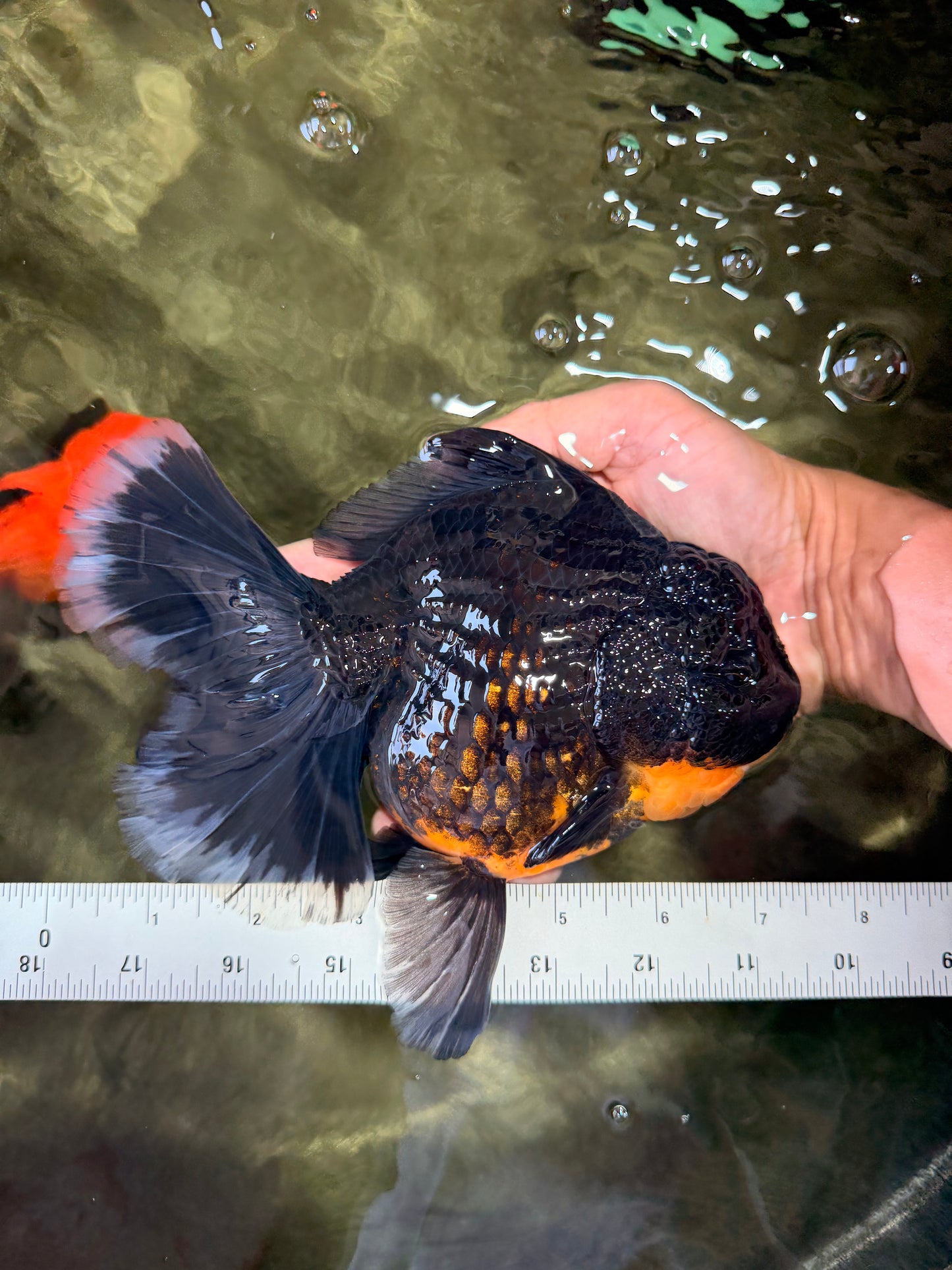 KING KONG AAA Grade Broadtail Dark Kirin Oranda Female 7.5 inches #080726OR_01