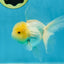 A Grade White Oranda Male 5 inches #060625OR_22