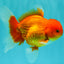 A Grade Red White Oranda Male 5.5 inches #061926OR_20